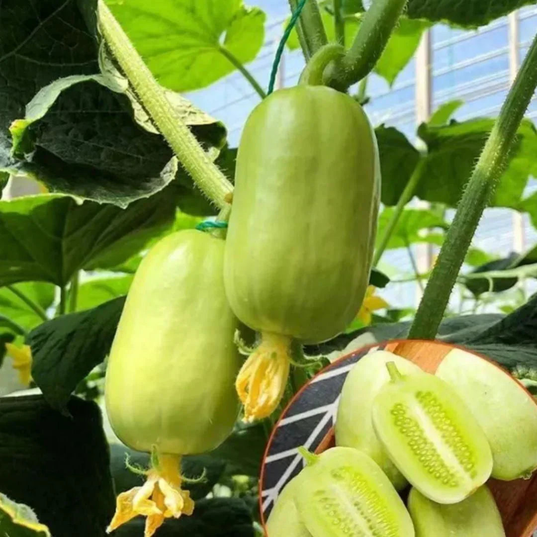 Golden Lady Cucumber Seed (Pack of 100 seeds)